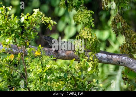 Lézard à ailerons des Philippines (Hydrosaurus pustulatus), également connu sous le nom de lézard à crête, lézard à ailerons, lézard d'eau à ailerons, lézard d'eau soa-soa ou ibid., Banque D'Images