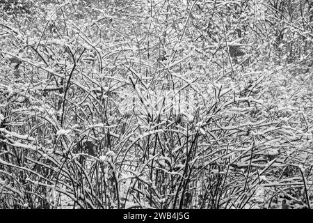 Frisch gefallener Schnee liegt auf Sträuchern à Berlin. / La neige fraîchement tombée repose sur des buissons à Berlin. Schneefall à Berlin *** neige fraîchement tombée repose sur des buissons à Berlin neige fraîchement tombée repose sur des buissons à Berlin chute de neige à Berlin S-P202401055076.jpg Banque D'Images