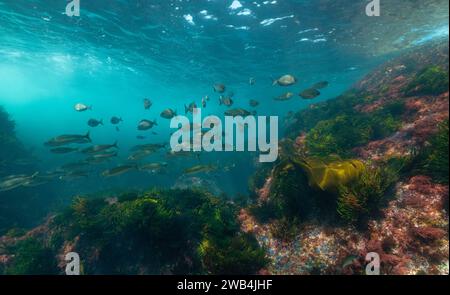 Banc de poissons avec des algues, paysage marin sous-marin dans l'océan Atlantique, scène naturelle, Espagne, Galice, Rias Baixas Banque D'Images