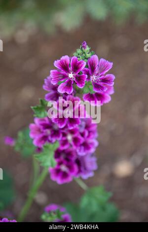 tige de fleurs de mulva violettes dans le jardin de fleurs Banque D'Images