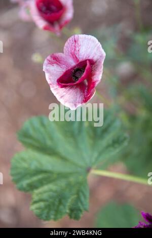 Gros plan de fleurs de pavot rouges et blanches, Saskatchewan, Canada Banque D'Images