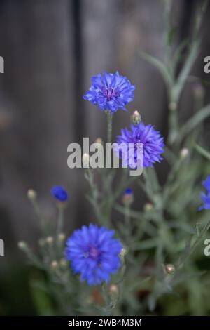 Fleurs de boutons Batchelor bleu foncé, jardin de fleurs canadiennes Banque D'Images