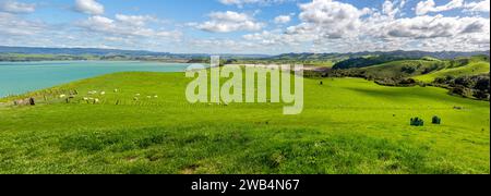 Exploitation agricole dans le parc régional Duder avec des pâturages de moutons sur le te Ika-a-Maui (Île du Nord) d'Aotearoa (Nouvelle-Zélande), Tamaki Makaurau (Aucklan Banque D'Images