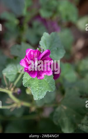 Fleur de mulva violet unique dans le jardin de fleurs, Saskatchewan, Canada Banque D'Images