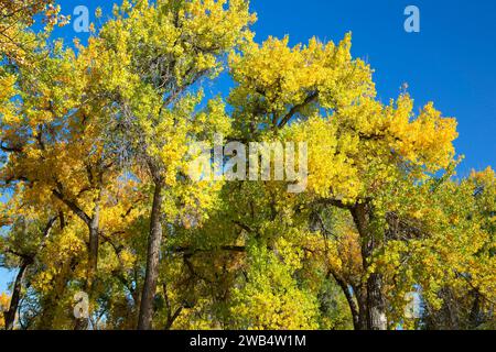 Cottonwood, Grant Marsh Wildlife Management Area, Montana Banque D'Images