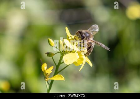 Une abeille cueillit du nectar sur un Oxalis pes-caprae Banque D'Images