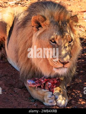 Lion mâle africain (Panthera Leo) mangeant un steak de zèbre dans la Réserve de faune de Buffelsdrift / Afrique du Sud Banque D'Images