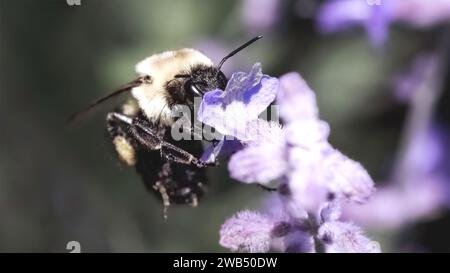 Une femelle Bombus impatiente Common Eastern Bumble Bee volant tout en se nourrissant d'une fleur de lavande violette. Long Island, New York, États-Unis Banque D'Images