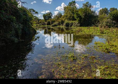 Wetlands on the River Chess près de Rickmansowrth - un ruisseau de craie dans le sud de l'Angleterre Banque D'Images