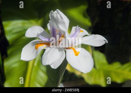 Gros plan de Canna indica striata ou Indian Shot Plant avec des pétales blancs et sépales marqués d'une bande orange une vivacité herbacée à moitié robuste Banque D'Images