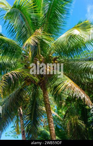 De dessous palmier avec des branches vertes et des noix de coco contre le ciel bleu à Hawaï. Banque D'Images