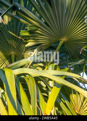 Fond de feuilles de palmier. Fines feuilles étroites et longues. Botany. Plantez dans une aprka au sud de la mer Noire Banque D'Images