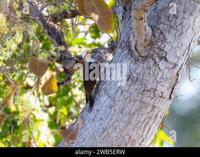 Pic blanc (Melanerpes candidus) au Brésil Banque D'Images