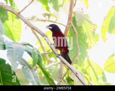 Tanager à bec argenté (Ramphocelus carbo) au Brésil Banque D'Images