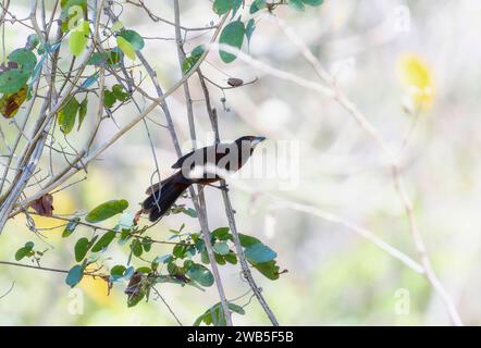 Tanager à bec argenté (Ramphocelus carbo) au Brésil Banque D'Images