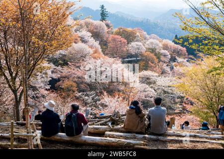 Cerisiers en fleurs en pleine floraison au mont Yoshino, parc national de Yoshino-Kumano. District de Yoshino, préfecture de Nara, Japon. Banque D'Images