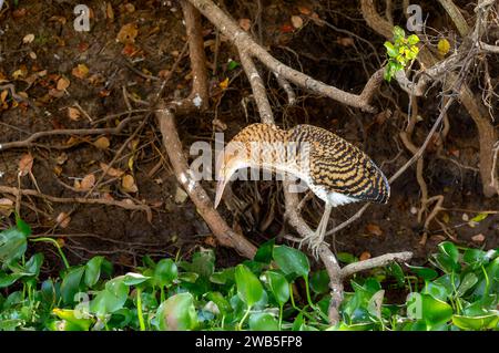 Tigre-héron rufescent juvénile (Tigrisoma lineatum) au Brésil Banque D'Images