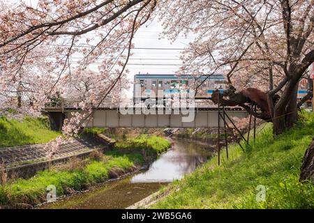 Nara, Japon - 2 avril 2023 : JR West Yamatoji Line, Nara Line Railroad Railroad train. Pont de fer de la rivière SAHO. Floraison complète de cerisiers en fleurs. Banque D'Images