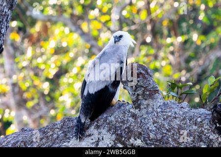 Juvénile, Aigle Harpy (Harpia harpyja) au Brésil Banque D'Images