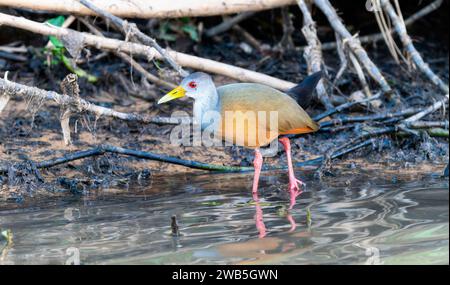 Rail de bois à capot gris (Aramides cajaneus) au Brésil Banque D'Images