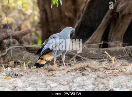 Crane Hawk (Geranospiza caerulescens) au Brésil Banque D'Images