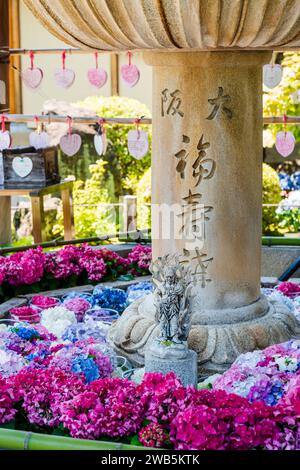 Hortensias colorées dans le jardin du temple Mimurotoji. Uji, Kyoto, Japon. Banque D'Images