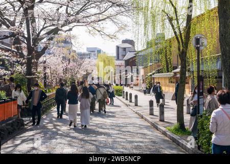 Les gens apprécient les cerisiers en fleurs le long de la rue de la rivière Gion Shirakawa. Vieilles maisons folkloriques japonaises. Kyoto, Japon Banque D'Images