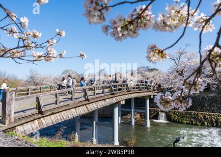 Les gens apprécient les cerisiers en fleurs le long de la rivière Katsura et du pont Nakanoshima dans le district d'Arashiyama. Kyoto, Japon Banque D'Images