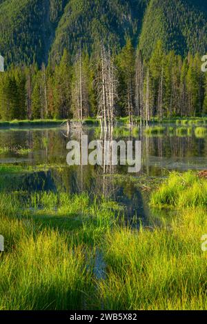 Étang Beaver Creek, Madison River Canyon zone du séisme, Gallatin National Forest, Montana Banque D'Images