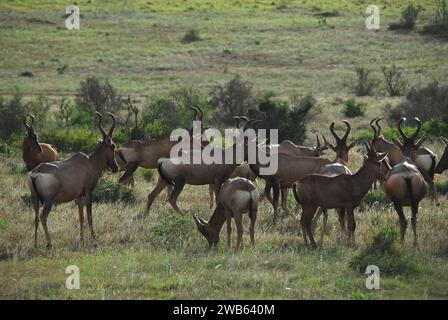 Une vue magnifique sur un troupeau d'antilopes sauvages Hartebeest paissant sur une savane sauvage en Afrique du Sud. Tourné en safari. Banque D'Images