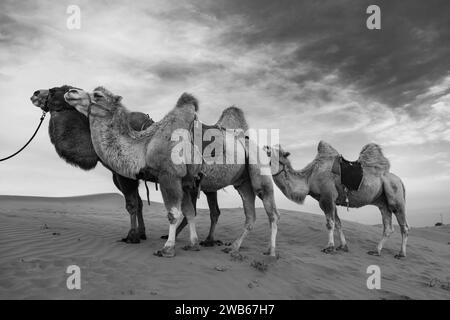 Trois chameaux debout sur la haute dune de sable dans le désert de Mongolie intérieure, Chine. Ciel bleu de coucher de soleil avec espace de copie pour le texte, noir et blanc Banque D'Images