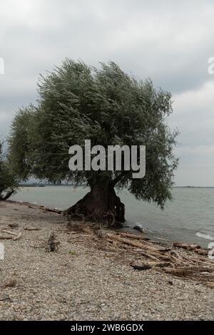 Bregenz, Autriche, le 14 septembre 2023 un arbre bizarre pousse sur la côte du lac de Constance Banque D'Images