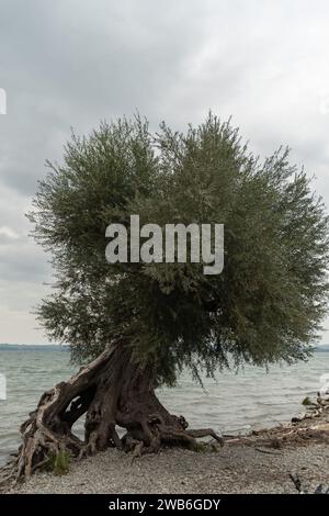 Bregenz, Autriche, le 14 septembre 2023 un arbre bizarre pousse sur la côte du lac de Constance Banque D'Images