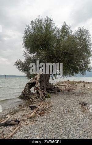 Bregenz, Autriche, le 14 septembre 2023 un arbre bizarre pousse sur la côte du lac de Constance Banque D'Images