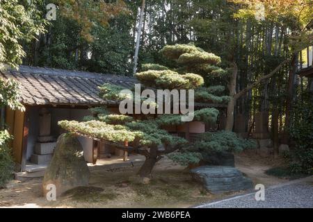 Le sanctuaire avec des statues de saints avec le beau pin de forme artistique devant lui au temple Toganji, un temple bouddhiste du Soto Banque D'Images