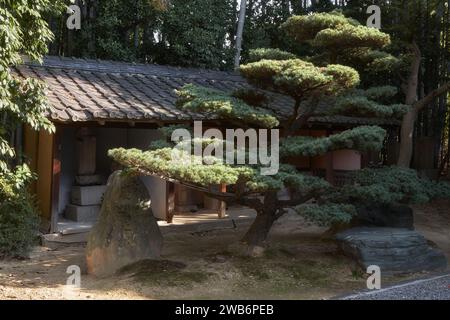 Le sanctuaire avec des statues de saints avec le beau pin de forme artistique devant lui au temple Toganji, un temple bouddhiste du Soto Banque D'Images