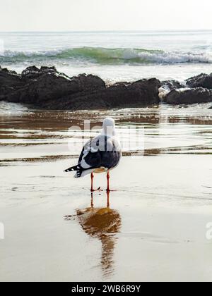 Vue à angle bas d'une mouette debout sur du sable humide et regardant vers la mer Banque D'Images