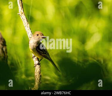 Great Crested Flycatcher (Myiarchus crinitus), Elizabeth Hartwell Mason NWR, va Banque D'Images