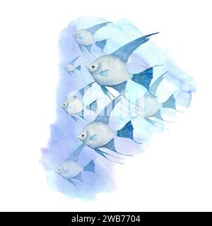 École de natation de Blue Angelfish en mer. Eau, océan, poissons. Illustration aquarelle isolée sur blanc. Pour affiche, étiquette, autocollants, carte de voeux Banque D'Images