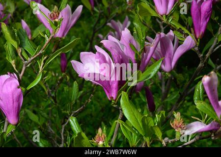 Floraison Magnolia fleurs sur fond de fleurs. Banque D'Images