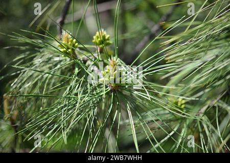 De jeunes pousses sur des branches de pin au printemps. Vue rapprochée. Banque D'Images