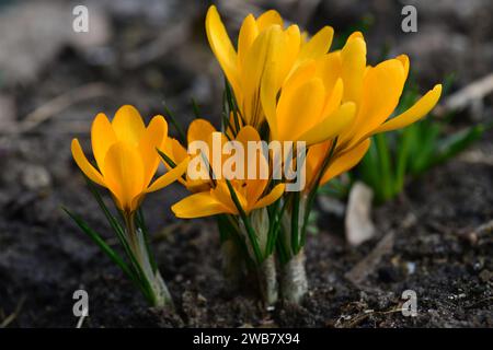 Crocus Golden Yellow floraison dans le jardin. Gros plan. Banque D'Images