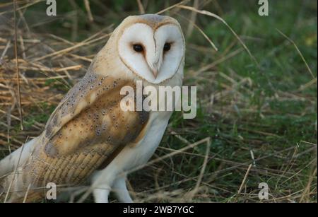 Un hibou de grange de chasse, Tyto alba, reposant dans la longue herbe. Banque D'Images