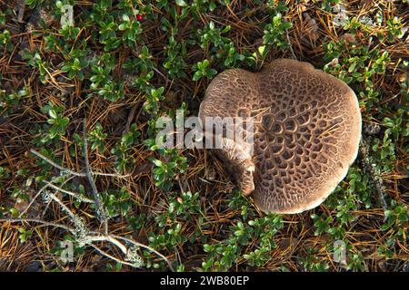 Gros plan sur un champignon brun, gros et large. Le champignon des dents écailleuses, Sarcodon squamosus, est commun dans les vieilles forêts de pins éparses. Banque D'Images