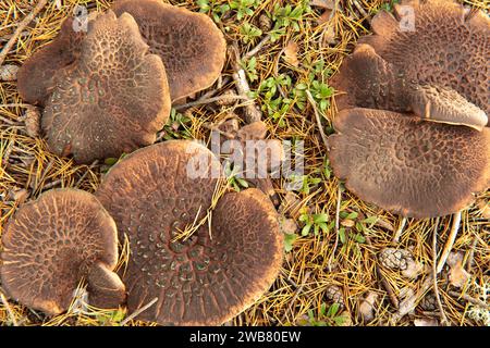Gros plan sur un champignon brun, gros et large. Le champignon des dents écailleuses, Sarcodon squamosus, est commun dans les vieilles forêts de pins éparses. Banque D'Images