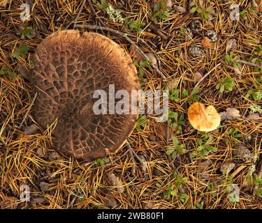 Gros plan sur un champignon brun, gros et large. Le champignon des dents écailleuses, Sarcodon squamosus, est commun dans les vieilles forêts de pins éparses. Banque D'Images