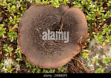 Gros plan sur un champignon brun, gros et large. Le champignon des dents écailleuses, Sarcodon squamosus, est commun dans les vieilles forêts de pins éparses. Banque D'Images