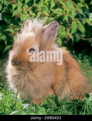 Lapin nain (lapin tête de Lions) avec fourrure laineuse, à l'extérieur, dans le jardin. pet, Allemagne Banque D'Images