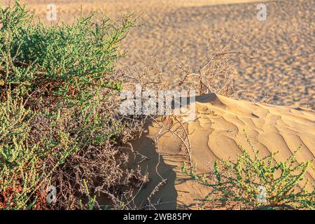 Dune de sable dans le désert Sahara avec la nature sauvage Banque D'Images