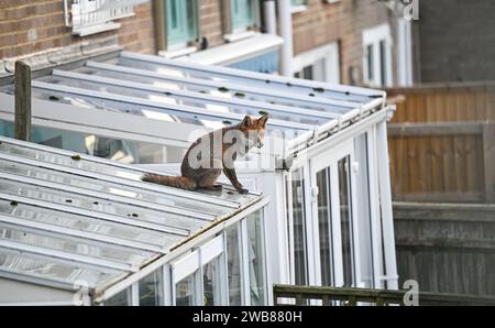 Brighton UK 9 janvier 2024 - un renard urbain ( Vulpes vulpes) s'arrête pour jeter un coup d'oeil sur le toit d'une véranda domestique tôt ce matin à Brighton : Credit Simon Dack / Alamy Live News Banque D'Images